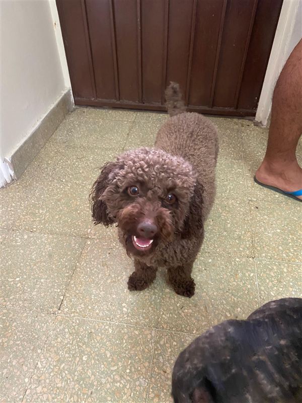 Peludo feliz en Mansión Perruna