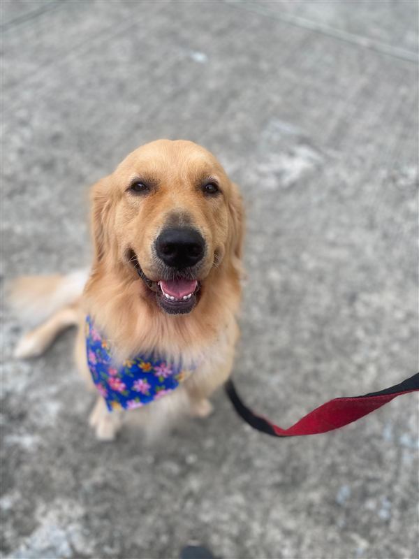 Peluditos jugando juntos