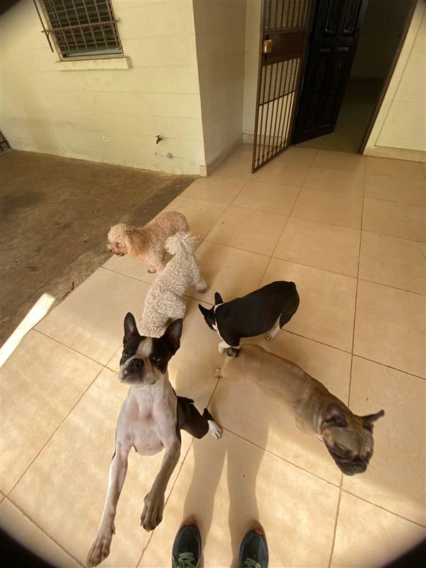 Grupo de peluditos felices