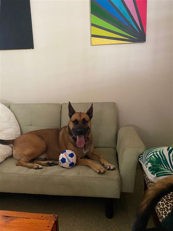 Mascota en el jardín