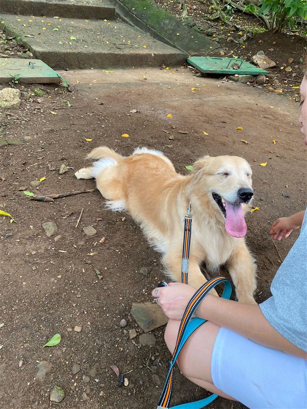 Peludo feliz con juguetes