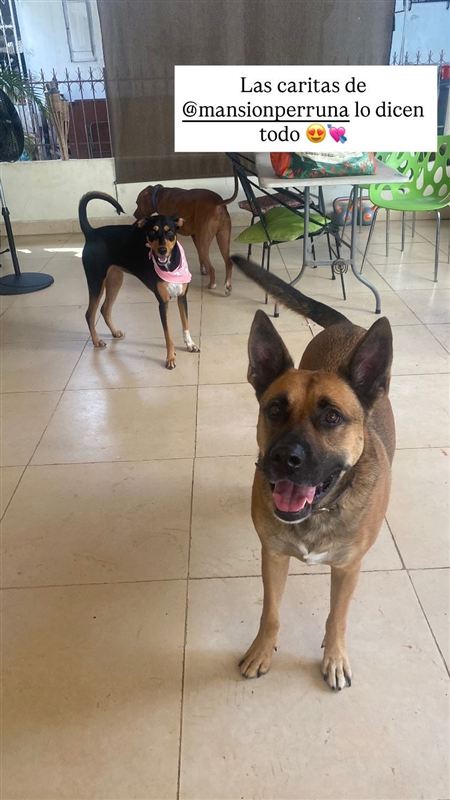 Peludo disfrutando en el agua