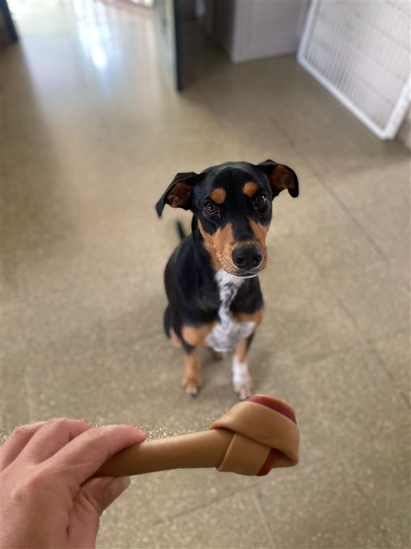 Peludo tomando una siesta