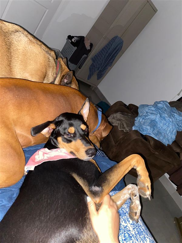 Peludo recibiendo mimos