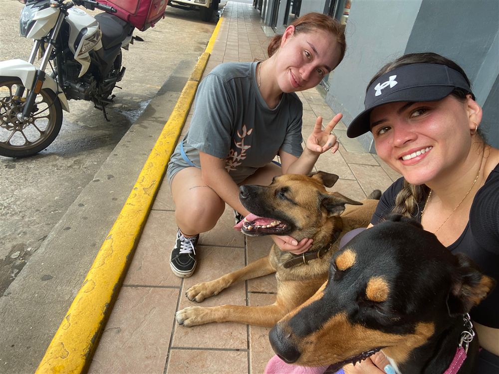 Grupo de peludos jugando