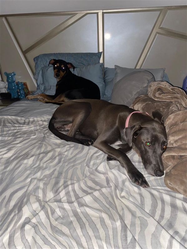 Peludo disfrutando el sol