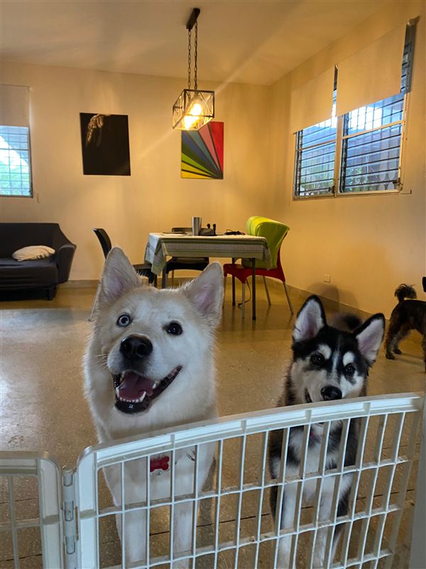 Peludo con su juguete favorito